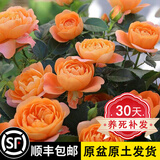 坤卉【养死补发】阳台盆栽月季花四季开花玫瑰花树苗耐寒耐旱灌木月季