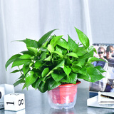 青源绿萝盆栽室内绿植花卉水培植物大叶绿箩 4盆自吸水懒人八角红盆绿萝 带盆栽好