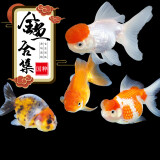 墨一观赏鱼金鱼活鱼金鱼活体淡水冷水好养招财小型锦鲤鱼锦鲫鱼草金鱼 05-07cm随机金鱼05条