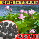花管工大型荷花种子池塘水养荷花四季莲藕室外盆栽莲花花籽观赏碗莲种籽 荷花种子混色半斤