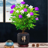 意轩花卉盆栽白茉莉白色茉莉花苗重瓣茉莉白茉莉盆栽茉莉 双色茉莉6年苗多分叉【带花苞】
