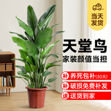 植季天堂鸟盆栽客厅绿植办公室内大型植物新房家用吸甲醛花卉净化空气 5-6株-1.2-1.3米-原生胶盆 含盆