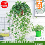 绿有意 绿萝长藤盆栽室内大叶垂吊植物大盆绿箩除甲醛吊绿植水培花卉兰 165#常春藤30-50厘米一盆