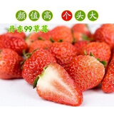 15颗丹东9999盆栽地栽草莓苗带土发货丹东草莓苗丹东地栽盆栽草莓苗绿植 丹东99草莓营养杯苗4棵 15cm(含)-30cm(不含)