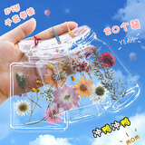 狮洛德  20个干花书签开学奖品 手工diy透明小瓶子压花用学生创意塑料自制植物标本伴手礼