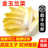 【顺丰】芽球菊苣 玉兰菜 碱性食疗蔬菜 新鲜蔬菜 金玉兰 5斤