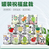 花e流创意diy绿植小盆栽神奇植物室内迷你桌面儿童种植罐头儿童节礼物 随机不同2罐【可备注】