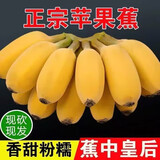广西苹果蕉【产地直发】新鲜香蕉自然熟香芭蕉香甜粉糯现摘现发 产地直发 10斤 （净重9斤）