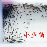 【火热促销】活体饲料喂乌龟小鱼苗小鱼活体活小鱼饲料鱼一厘米 喂龟小鱼 50条 2-4厘米