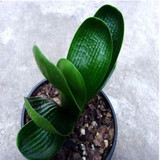 带盆带土6年大苗绿植盆栽室内精品花卉君子兰花苗花卉室内花卉鲜花花卉室内盆景盆栽绿植君子兰苗素颜 短叶和尚8-10片带盆带土