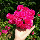 唯友 木香花苗庭院阳台木香苗盆栽爬藤植物黄木香 花苗攀援花卉树苗 红木香 大苗1.1-1.3米多分枝