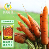 凤鸣雅世手指迷你小胡萝卜种籽四季蔬菜种孑菜籽菜种小脆甜胡萝卜种子10克
