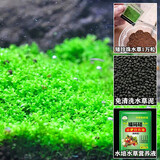 鱼缸水草种子生态玻璃瓶植物种籽孑水培阴性真草装饰造景套餐懒人 矮珍珠水草1万粒+营养液+水草专用泥500g