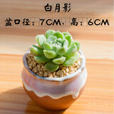 简诗肉肉盆栽室内幼儿园三八节日礼物多肉植物带盆土玉露新手绿植花卉 白月影+精致花盆+土