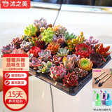 沭之美多肉植物桌面花卉盆栽 随机多肉36孔穴盘套装 源头直发