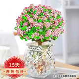 花友独杆金枝玉叶多肉植物绿植花卉办公盆栽室内盆景好养植物 独杆金枝玉叶+圆球玻璃瓶+水培珠