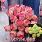 爱你一万年夏季多肉山地玫瑰水蜜桃酒杯粉耶罗鸡蛋翡翠球花绿多肉植物盆栽 山地玫瑰群生4个头以上【1盆】