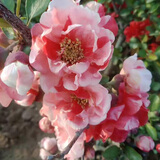 春描语海棠花盆栽树苗盆景重瓣老桩阳台庭院绿植物室内花卉四季开花好养 四季秋海棠【5年苗】当年开花多