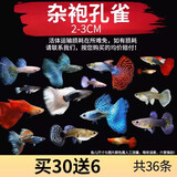 疯狂水草孔雀鱼活体水族宠物观赏鱼冷水耐活小型热带鱼淡水鱼苗 【新手推荐】杂袍孔雀 随机36条