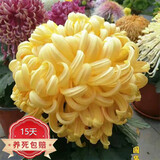 种花迷菊花盆栽植物开花大菊花带花苞乒乓菊长寿花盆栽植花卉 龙爪菊（ 国华茜云（苗5棵）