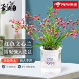 劉閣蘭花奶香味梦香兰 现带浓香花苞出售 香水文心兰花卉绿植盆栽跳舞兰 红色梦香6苗年底开花懒人盆