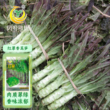 凤鸣雅世红叶莴苣种籽菜种子耐热耐寒菜籽种农家蔬菜红翠香莴笋种子10克