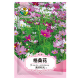 绿林花语格桑花种子四季易种易活波斯菊种子野花组合盆栽庭院室外景观花海