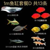 乐淘逸宠银龙鱼活体大中型热带观赏鱼鱼缸宠物淡水风水鱼发财鱼金龙鱼 1m鱼缸套餐D发顺丰