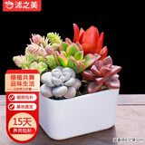 沭之美多肉盆栽  正方形陶瓷盆+草+艾伦+燕日辉+姬胧月+火姬 源头直发