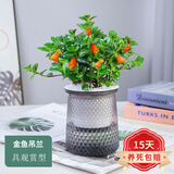 欧悟 室内办公桌面绿植净化空气除甲醛水培植物小绿植花卉盆栽绿萝 金鱼吊兰 带盆栽好