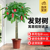 植季发财树客厅绿植室内外植物办公室落地大型盆栽吸甲醛乔迁开业送礼 0.95-1.05米独杆款-原生胶盆 送货上门