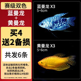CRAZY PLANT曼龙鱼活体观赏鱼活体热带好养耐活淡水冷水招财风水水族小金鱼苗 【比赛级双色】黄蓝曼龙 4+2