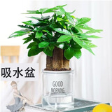 萌肉居发财树盆栽招财花卉绿植常绿桌面植物三杆发财树+早安盆源头直发
