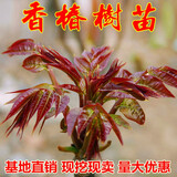 虹弦 食用香椿树苖 红油香椿苗 盆栽地栽果树苗 庭院阳台南方北方种植 6年大苗当年采摘