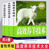 高效养羊系列 全3册  肉羊高效养殖技术 山羊绵羊羔 羊病防治实用手册等 新农村畜牧养殖技术大全书籍
