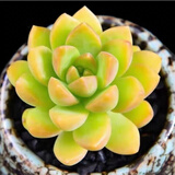 多肉植物小盆栽批发套装多肉组合桃蛋玉露绿植花卉桌面阳台办公桌 黄丽3-4cm不带盆土
