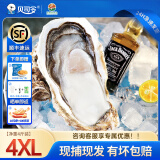 贝司令【鲜活】乳山生蚝海鲜特产贝类牡蛎烧烤4XL净重4斤 8-11只礼盒装