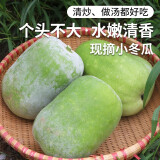 密农人家 新鲜冬瓜 迷你小冬瓜 清香爽口 农家青皮冬瓜 新鲜蔬菜1.5斤