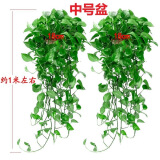 长藤绿萝盆栽室内花卉大叶绿箩水养盆景桌面办公客厅水培垂吊绿植 精品2红盆藤长80cm左右带吸水盆