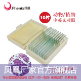 凤凰（Phenix）显微镜标本切片载玻片盖玻片套装动物植物细胞昆虫标本儿童实验 5片装