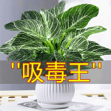 叹为观止18种吊兰任你选金边吊兰各种盆栽花卉客厅垂吊桌面植物净化空气 铂金钻【陶瓷盆】 含盆