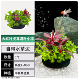 疯狂水草坨草鱼缸造景水草植物直接入缸红叶虎耳草混合小坨 源头直发包邮