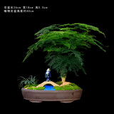 瀚林怡景（HANLINYIJING）文竹盆栽山水盆景植物室内客厅桌面办公室绿植花卉云竹四季常青 文竹-大盆-小桥流水