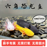 噢水噢六角恐龙鱼淡水鱼冷水鱼活体观赏鱼办公室饲养鱼娃娃鱼龙鱼陆 白龙+黄龙+黑龙（共3条） 8-10厘米