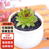 行湘多肉植物肉肉室内花卉桌面盆栽 观音莲+小米缸陶瓷盆 源头直发