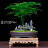 瀚林怡景（HANLINYIJING）文竹盆栽山水盆景植物室内客厅桌面办公室绿植花卉云竹四季常青 文竹-大盆-树脂假山-木座
