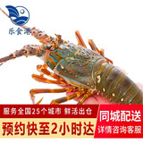 乐食港【鲜活】 小青龙 大青龙虾活鲜大龙虾海鲜水产青龙仔印尼 小青龙（6-7两/4只）