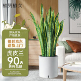 植男植女虎皮兰盆栽客厅室内办公室大型绿植吸甲醛净化空气源头直发