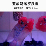 AIPHAROW泰国进口罗汉苗热带观赏鱼活体鸿运泰金花纹红德萨高爆头率罗汉鱼 鸿运罗汉鱼9-12cm（已经起头）