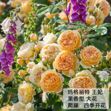 沫澄3颗 耐寒蔷薇花苗爬藤四季开花室内盆栽室外藤本月季花卉易活植物 14玛格丽特王妃 精品花苗 不含盆